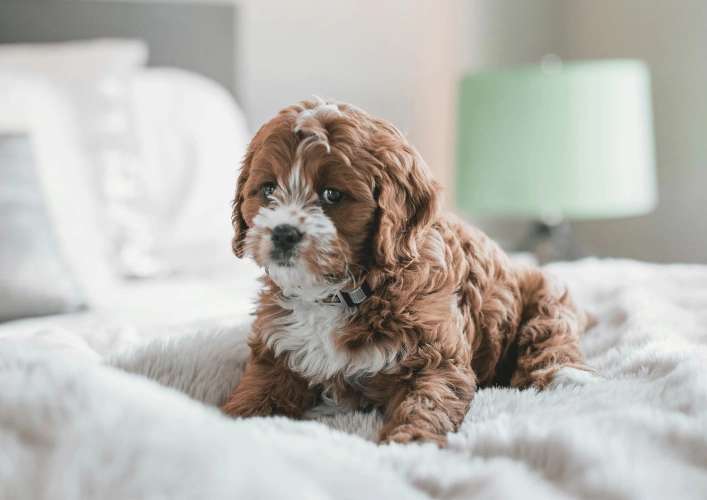 Pet friendly